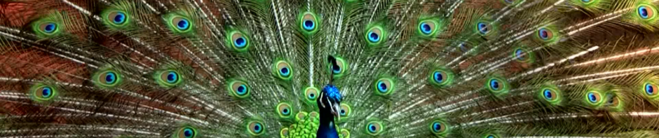 Mönchengladbacher Filmklub Objektiv e.V.